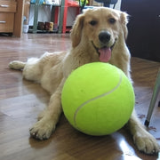 needle giant pet tennis ball