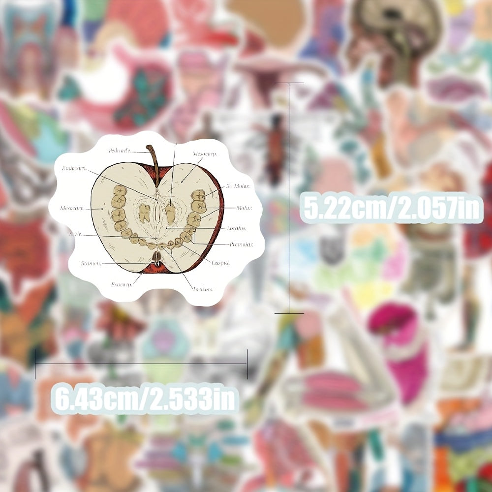 50 anatomical stickers made pvc featuring